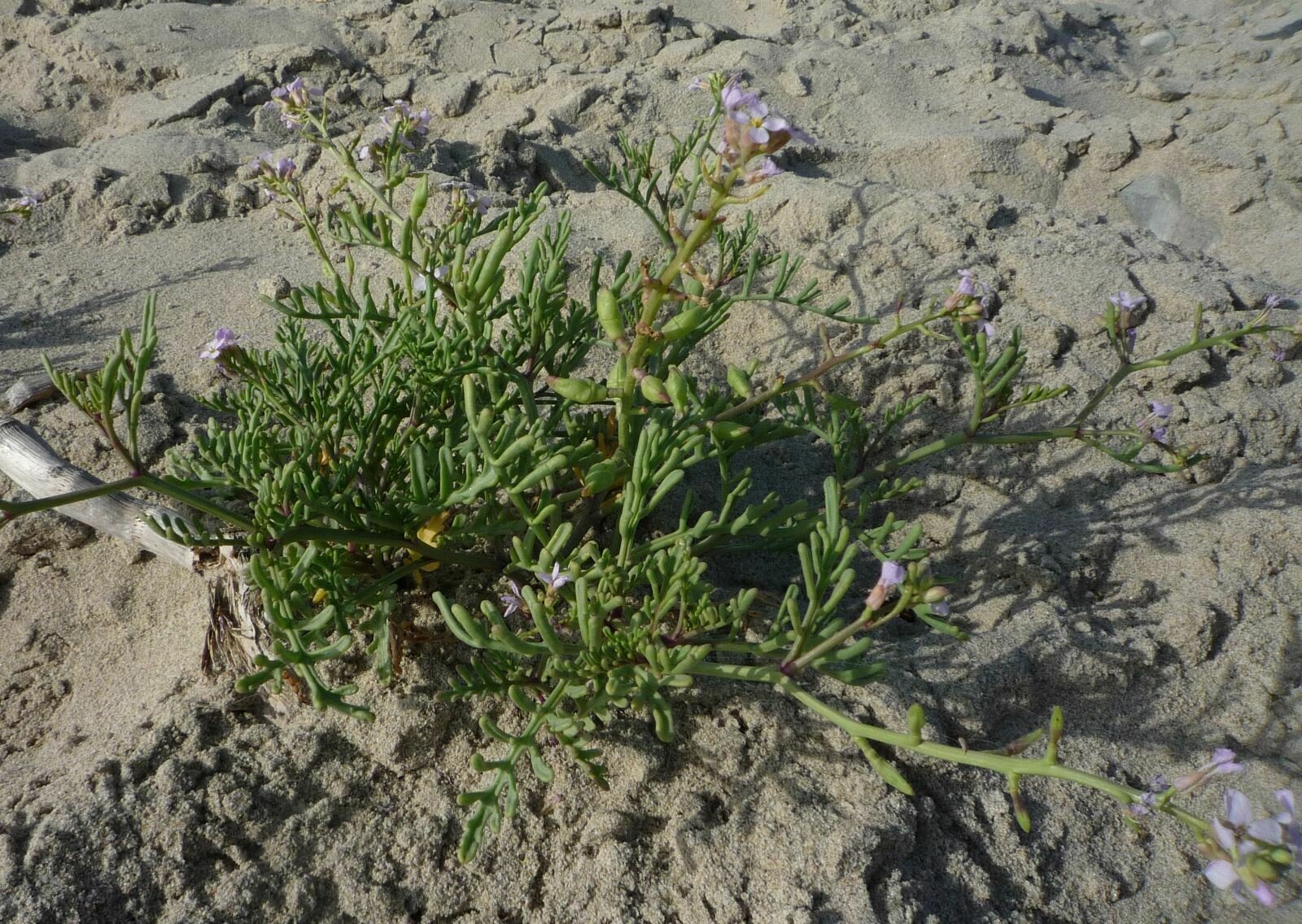 High Resolution Cakile maritima Plant